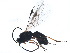  ( - BIOUG18573-D01)  @13 [ ] CreativeCommons - Attribution (2015) CBG Photography Group Centre for Biodiversity Genomics