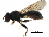  ( - BIOUG20504-C11)  @11 [ ] CreativeCommons - Attribution (2016) CBG Photography Group Centre for Biodiversity Genomics