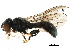  ( - BIOUG20960-C04)  @11 [ ] CreativeCommons - Attribution (2016) CBG Photography Group Centre for Biodiversity Genomics
