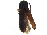  ( - BIOUG20961-D01)  @11 [ ] CreativeCommons - Attribution (2018) CBG Photography Group Centre for Biodiversity Genomics