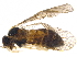  (Acordulecera pellucida - BIOUG20974-E04)  @14 [ ] CreativeCommons - Attribution (2015) CBG Photography Group Centre for Biodiversity Genomics