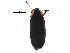  (Pyropyga decipiens - BIOUG21704-A11)  @14 [ ] CreativeCommons - Attribution (2016) CBG Photography Group Centre for Biodiversity Genomics