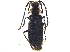  (Polemius canadensis - BIOUG21121-C03)  @14 [ ] CreativeCommons - Attribution (2015) CBG Photography Group Centre for Biodiversity Genomics