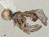  ( - BIOUG21179-C03)  @11 [ ] CreativeCommons - Attribution Share - Alike (2025) CBG Photography Group Centre for Biodiversity Genomics