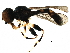  ( - BIOUG21180-H01)  @11 [ ] CreativeCommons - Attribution (2016) CBG Photography Group Centre for Biodiversity Genomics