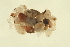  ( - 02CNTLV-182)  @12 [ ] CreativeCommons - Attribution (2009) Unspecified Centre for Biodiversity Genomics