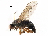  ( - BIOUG11192-A11)  @11 [ ] CreativeCommons - Attribution (2017) CBG Photography Group Centre for Biodiversity Genomics