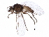  ( - BIOUG11633-A12)  @11 [ ] CreativeCommons - Attribution (2016) CBG Photography Group Centre for Biodiversity Genomics