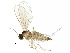  (Micromyinae - BIOUG12115-E01)  @15 [ ] CreativeCommons - Attribution (2014) CBG Photography Group Centre for Biodiversity Genomics