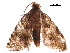  ( - BIOUG12118-D08)  @12 [ ] CreativeCommons - Attribution (2018) CBG Photography Group Centre for Biodiversity Genomics