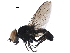  ( - BIOUG12138-D10)  @11 [ ] CreativeCommons - Attribution (2017) CBG Photography Group Centre for Biodiversity Genomics