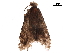  ( - BIOUG12156-D05)  @12 [ ] CreativeCommons - Attribution (2018) CBG Photography Group Centre for Biodiversity Genomics