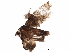  ( - BIOUG12156-D07)  @12 [ ] CreativeCommons - Attribution (2018) CBG Photography Group Centre for Biodiversity Genomics