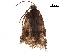  ( - BIOUG12156-D08)  @12 [ ] CreativeCommons - Attribution (2018) CBG Photography Group Centre for Biodiversity Genomics
