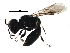  (Crossocerus varus - BIOUG12535-G07)  @15 [ ] CreativeCommons - Attribution (2016) CBG Photography Group Centre for Biodiversity Genomics