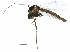  (Tanytarsus lestagei - BIOUG16686-H06)  @13 [ ] CreativeCommons - Attribution (2015) CBG Photography Group Centre for Biodiversity Genomics