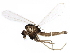  (Stempellinella edwardsi - BIOUG17198-D03)  @14 [ ] CreativeCommons - Attribution (2015) CBG Photography Group Centre for Biodiversity Genomics