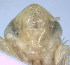  ( - D-34)  @11 [ ] Copyright (2010) Unspecified Northwest Agriculture and Forest University