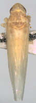  ( - D-6)  @11 [ ] Copyright (2010) Unspecified Northwest Agriculture and Forest University