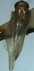  ( - D-91)  @11 [ ] Copyright (2010) Unspecified Northwest Agriculture and Forest University