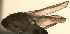  ( - D-91)  @11 [ ] Copyright (2010) Unspecified Northwest Agriculture and Forest University
