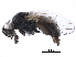  ( - BIOUG17237-B05)  @11 [ ] CreativeCommons - Attribution (2017) CBG Photography Group Centre for Biodiversity Genomics
