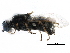  (Oxycera centralis - BIOUG17352-E08)  @14 [ ] CreativeCommons - Attribution (2015) CBG Photography Group Centre for Biodiversity Genomics