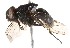  ( - BIOUG17355-C05)  @13 [ ] CreativeCommons - Attribution (2015) CBG Photography Group Centre for Biodiversity Genomics