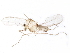  ( - BIOUG18125-B01)  @13 [ ] CreativeCommons - Attribution (2015) CBG Photography Group Centre for Biodiversity Genomics