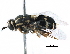  (Caloparyphus - BIOUG18157-C03)  @14 [ ] CreativeCommons - Attribution (2015) CBG Photography Group Centre for Biodiversity Genomics