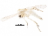  (Tanytarsus cf. longitarsis - BIOUG18216-D06)  @14 [ ] CreativeCommons - Attribution (2015) CBG Photography Group Centre for Biodiversity Genomics