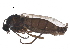 ( - BIOUG18420-B04)  @13 [ ] CreativeCommons - Attribution (2015) CBG Photography Group Centre for Biodiversity Genomics