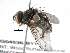  ( - BIOUG04536-B11)  @13 [ ] CreativeCommons - Attribution (2013) CBG Photography Group Centre for Biodiversity Genomics