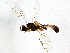  (Megastylus excubitor - BIOUG04643-A06)  @14 [ ] CreativeCommons - Attribution (2014) CBG Photography Group Centre for Biodiversity Genomics