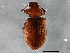  (Paratenetus fuscus - BIOUG04644-B08)  @13 [ ] CreativeCommons - Attribution (2014) CBG Photography Group Centre for Biodiversity Genomics