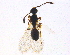  (Trichopria tenuicornis - BIOUG04654-A05)  @13 [ ] CreativeCommons - Attribution (2014) CBG Photography Group Centre for Biodiversity Genomics