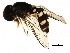  ( - BIOUG06032-D03)  @11 [ ] CreativeCommons - Attribution (2016) CBG Photography Group Centre for Biodiversity Genomics