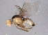  ( - BIOUG06535-D06)  @12 [ ] CreativeCommons - Attribution (2014) CBG Photography Group Centre for Biodiversity Genomics
