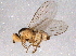  (Phytoliriomyza dorsata - BIOUG06540-E10)  @14 [ ] CreativeCommons - Attribution (2014) CBG Photography Group Centre for Biodiversity Genomics