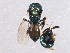  ( - BIOUG06544-C02)  @12 [ ] CreativeCommons - Attribution (2014) CBG Photography Group Centre for Biodiversity Genomics