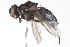  ( - BIOUG06588-A02)  @12 [ ] CreativeCommons - Attribution (2014) CBG Photography Group Centre for Biodiversity Genomics