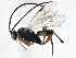  (Cotesia jft43 - BIOUG06545-H01)  @15 [ ] CreativeCommons - Attribution (2014) CBG Photography Group Centre for Biodiversity Genomics