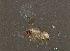  ( - BIOUG03257-D02)  @12 [ ] CreativeCommons - Attribution (2013) CBG Photography Group Centre for Biodiversity Genomics