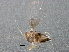  ( - BIOUG03328-C10)  @12 [ ] CreativeCommons - Attribution (2013) CBG Photography Group Centre for Biodiversity Genomics