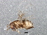  ( - BIOUG03328-E04)  @13 [ ] CreativeCommons - Attribution (2013) CBG Photography Group Centre for Biodiversity Genomics