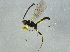  ( - BIOUG03151-H06)  @13 [ ] CreativeCommons - Attribution (2012) CBG Photography Group Centre for Biodiversity Genomics