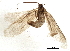  ( - BIOUG03197-G04)  @12 [ ] CreativeCommons - Attribution (2013) CBG Photography Group Centre for Biodiversity Genomics
