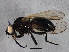  ( - BIOUG03477-G02)  @13 [ ] CreativeCommons - Attribution (2013) CBG Photography Group Centre for Biodiversity Genomics