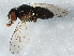  ( - BIOUG03485-A02)  @13 [ ] CreativeCommons - Attribution (2013) CBG Photography Group Centre for Biodiversity Genomics