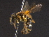  ( - BIOUG03607-H08)  @14 [ ] CreativeCommons - Attribution (2012) CBG Photography Group Centre for Biodiversity Genomics